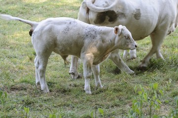 Obraz premium burgundkühe 69