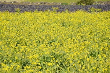 Canola flowers in full bloom, Jeju Island in Korea.