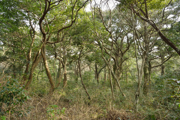 Nutmeg Forest park in Jeju Island, called Bijarim in Korean