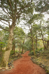Fototapeta premium Nutmeg Forest park in Jeju Island, called Bijarim in Korean