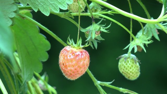 Strawberry fruits hanging on strawberry plant