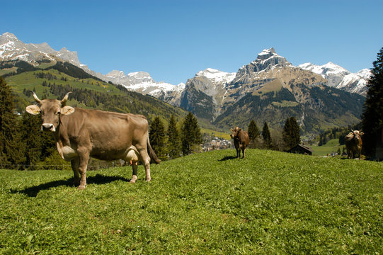Brown cows in the alpine meadow