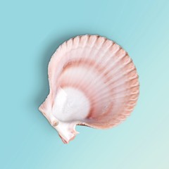 White, starfish, sea.