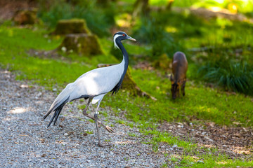 Wasservogel