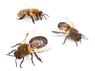 Bee, Honey Bee, Insect.