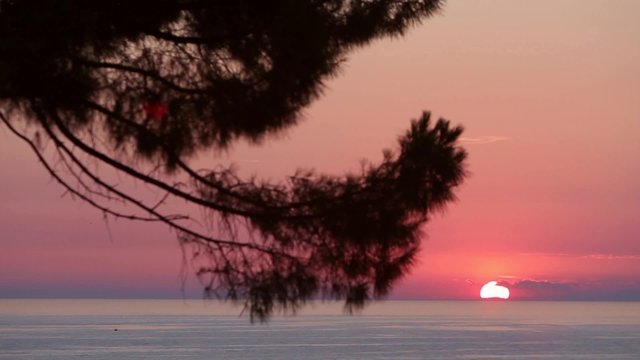 A view of a sunset at sea through tree branches.