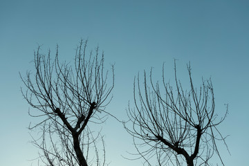 Tree branches