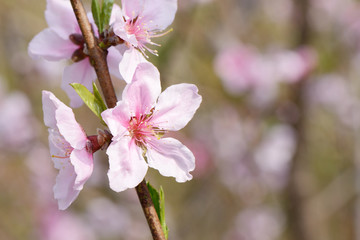 Naklejka na ściany i meble Closeup of peach blossom in full bloom
