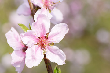 Closeup of peach blossom in full bloom