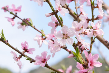 Fototapeta premium Closeup of peach blossom in full bloom