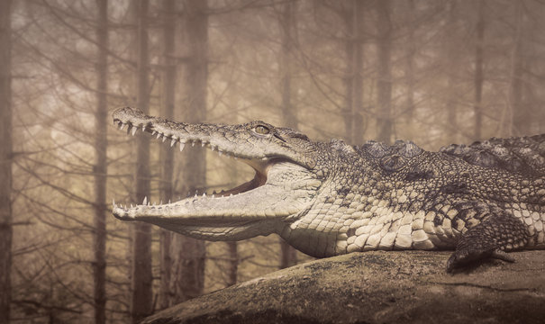 The Crocodile,wildlife