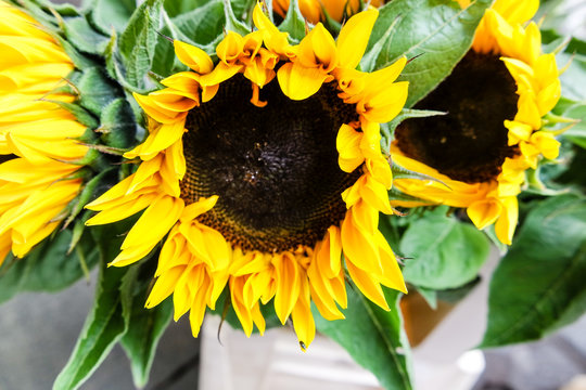Hintergrundbild Sonnenblumen