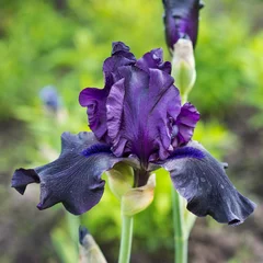Stickers pour porte Iris blue iris flower in the garden