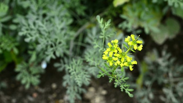 Eberraute,Artemisia abrotanum, mittelalterliche Gew&uuml;rz-und Heilpflanze