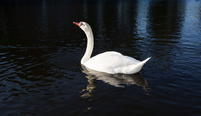 Beautiful white swan on the surface of water