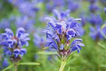 blue flower - Powered by Adobe