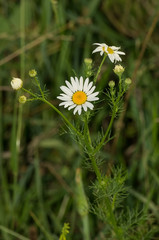 Field camomile