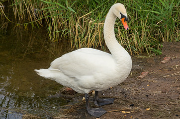 Fototapeta premium Swan on the bank