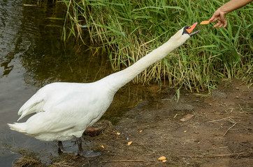Swan eating from human's hand