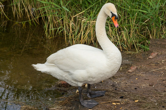 Swan on the bank
