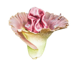 Amorphophallus campanulatus Bl.ex Dence.(A.paeoniifolius (Dennst
