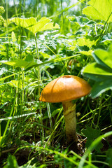 boletus