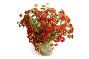 Rote Schafgarbe © emuck