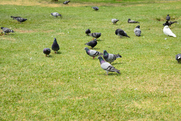 pigeons on a lawn