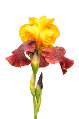 rare yellow and purple color iris flower isolated on white background