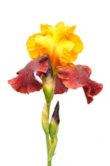 Foto op Plexiglas zeldzame gele en paarse kleur iris bloem geïsoleerd op een witte achtergrond © elen31