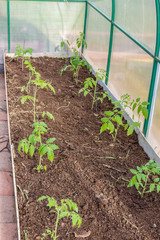 Seedlings of tomatoes in the seedbed  inside the greenhouse. Vegetable garden.  Household plot. Dacha.