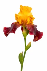 Papier Peint photo autocollant Iris fleur d& 39 iris humide couleur rare, jaune et violet, isolé sur fond blanc