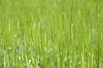 Obraz na płótnie Canvas closeup of unripe green barley