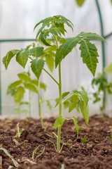 Seedlings of tomatoes in the seedbed  inside the greenhouse. Vegetable garden.  Household plot. Dacha.