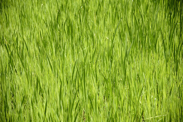 closeup of green water grass