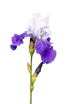 blue and white iris flower isolated on white background
