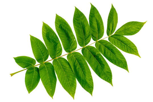 Juglans mandshurica leaves isolated on white background