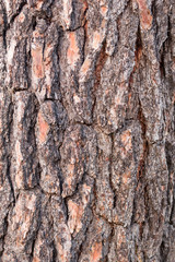 Pine bark texture
