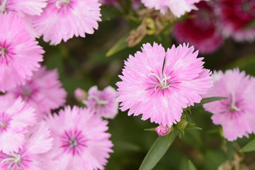 Obraz premium closeup of pink Dianthus barbatus flowers