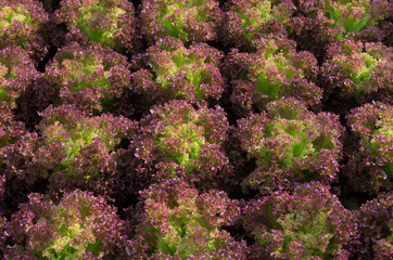 red lettuce