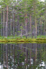 Obraz premium Water reflection of pine trees woods in a lake
