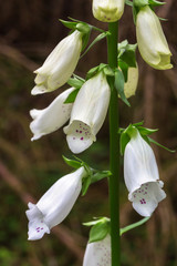 Obraz premium White Foxglove flower