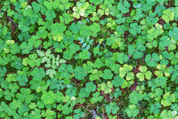 Wood sorrel on the forest ground