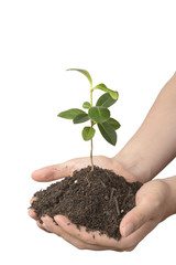 young plant with soil on hands