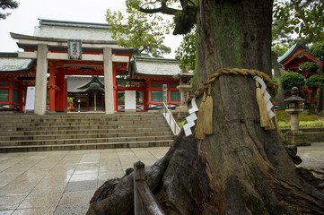 住吉大社、角鳥居と御神木