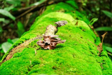 Wild mushroom and Sphagnum moss on old tree