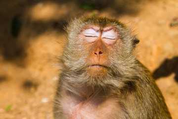 Обезьяна на острове Ко Лан, Тайланд