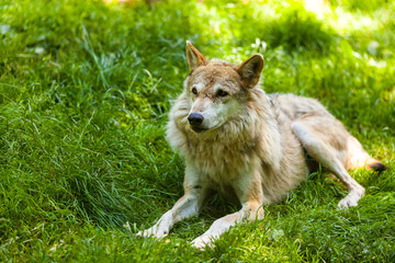 Fototapeta premium Wolf