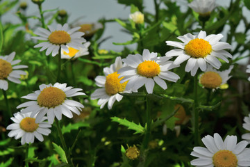 Fototapeta premium White daisy in spring
