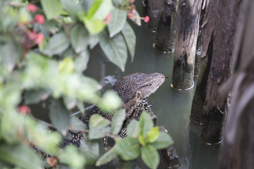 Water monitor is hiding in the water